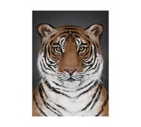 Kunskapstavlan® Affiche Tiger 50x70 cm