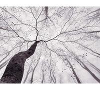 KunstLoft A.S. Création 403712 Papier peint photo pour salon Motif forêt et couronne d'arbre Gris/blanc 3,36 x 2,60 m