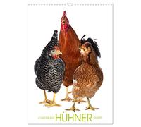 Kunterbunte Hühner Truppe (Wandkalender 2026 DIN A3 hoch), CALVENDO Monatskalender: Die Welt der Rassehühner ist herrlich bunt.