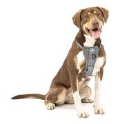 Kurgo Tru-Fit Harnais de sécurité pour Voiture pour Chiens, avec Plastron rembourré et Anneau en D, avec Ceinture de sécurité pour Voiture, Taille M, Anthracite