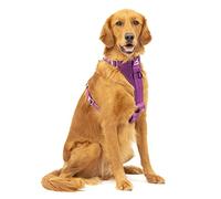 Kurgo Tru-Fit Harnais de sécurité pour Voiture pour Chiens, avec Plastron rembourré et Anneau en D, avec Ceinture de sécurité pour Voiture, Taille L, Violet