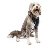 Kurgo Tru Fit Harnais pour Chien Actif Intelligent Boucles Ouverture Fermeture Facile Taille L