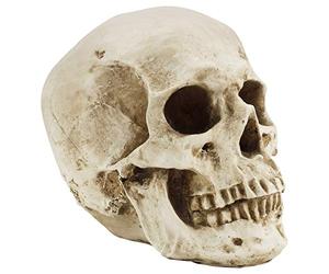 Kurtzy Modèle de Crane Anatomique - L12 x l17 x H14,5 cm - Crane Humain Réaliste en Résine - Crane Decoration Grandeur Nature pour Cours d’Anatomie Médicale et Décoration Halloween