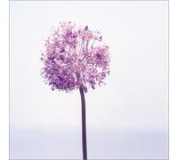 Kurumi Enomoto - Uchiage Hanabi