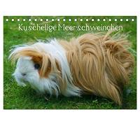 Kuschelige Meerschweinchen (Tischkalender 2026 DIN A5 quer), CALVENDO Monatskalender: Die kunterbunte Welt der Meerschweinchen
