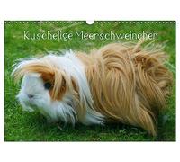 Kuschelige Meerschweinchen (Wandkalender 2026 DIN A3 quer), CALVENDO Monatskalender: Die kunterbunte Welt der Meerschweinchen