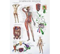KUSTOM ART Poster mural décoratif série information générale anatomie humaine science médicale système lymphatique du corps pour écoles, impression sur papier couché 40 x 30 cm sans cadre