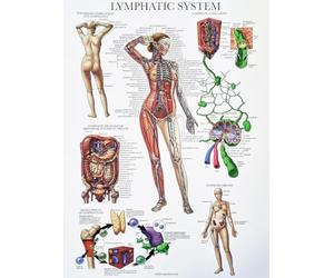 KUSTOM ART Poster mural décoratif série information générale anatomie humaine science médicale système lymphatique du corps pour écoles, impression sur papier couché 40 x 30 cm sans cadre