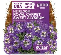KVITER Royal Carpet Sweet Alyssum Seeds (Lobularia Maritima) - Paquet de graines d'alyssum sucré parfumées, couvre-sol violet - Graines de fleurs pour bordures, plates-bandes, conteneurs, jardin