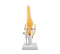KXJSYL Tool 1pc 1:1 modèle d'articulation du Genou Flexible avec ligaments et Base fémur Tibia et péroné modèle d'anatomie osseuse enseignement médical