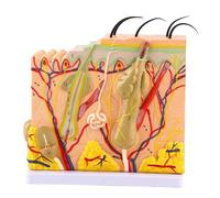 KXJSYL Tool 1pc 50X tridimensionnel Peau Humaine modèle agrandi Anatomie biologie Aide pédagogique Fournitures de Laboratoire