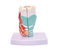 KXJSYL Tool 1pc Pharynx Modèle Anatomie Laryngée Spécimen Gorge Vaisseaux Sanguins Glande Thyroïde Larynx Cordes Vocales Structure Laryngée Moule
