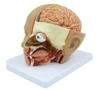 Kznifmk Modèle D'Anatomie de la Tête Humaine, Anatomie de la Tête et Du Cerveau en Coupe Transversale pour L'Enseignement des Sciences en Classe, Apprentissage, Affichage de L'Enseignement