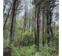 L.A. - Evergreen Oak [Vinyl Lp] Spain - Import