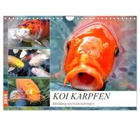 La carpe koï. Attrape-regard et porte-bonheur, Version française (Calendrier mural 2026 DIN A4 portrait), Calendrier CALVENDO mensuel