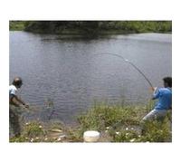 Top Pêche - La Carpe, Un Poisson Fantastique