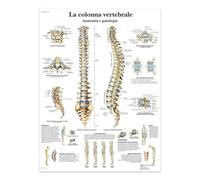 La Colonne Vertébrale, Toile, Affiches Et Impressions, Structure Du Corps, Squelette, Art Mural, Système Nerveux, Anatomie, Éducation, Affiche Médicale 40X50Cm Sans Cadre