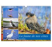 La faune de nos côtes les oiseaux (Calendrier mural 2026 DIN A3 horizontal), CALVENDO calendrier mensuel
