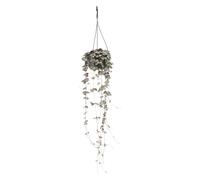 La Green Touch - Grand Ceropegia Woodii - chaîne de coeurs - Plante d'intérieur - Pot 14cm, Hauteur 50 cm