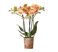 La Green Touch - Orchidée orange et son cache-pot - h35cm, Ø9cm - Plante d'intérieur - Pot 9cm, Hauteur 35 cm