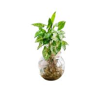 La Green Touch - Syngonium Pixie en hydroculture - Plante d'intérieur - Pot 12cm, Hauteur 30 cm