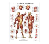 La Musculature Humaine, Peinture Sur Toile, Affiches Et Impressions, Structure Du Corps, Squelette, Art Mural, Système Nerveux, Anatomie, Affiche Éducative Médicale 60X80Cm Sans Cadre