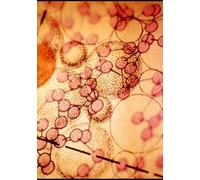 La photobiomodulation : Médecine préventive et curative de demain?: Bases scientifiques, mécanismes intégrés et applications cliniques en 2025