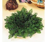 La Rose de Jericho - Plante de la Résurrection