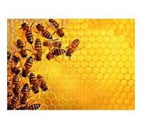 LA RUCHE AUX ABEILLES Multicolore G