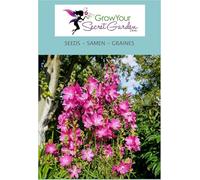 La Sidalcea malviflora, Sidalcée, Sida Elsie Heugh - vivace