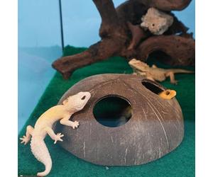 La Tana delle Lucertole - Naturel avec double entrée et décorations faites à la main - Grotte cachette naturelle pour reptiles - pour Paguri, Tarantoles, caméléons et geckos, terrariums pour faune