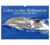 La vie dans les océans. Dauphins, baleines et requins, Version française (Calendrier mural 2026 DIN A3 portrait), Calendrier CALVENDO mensuel