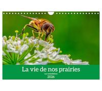 La vie de nos prairie, les ombellifères (Calendrier mural 2026 DIN A4 horizontal), CALVENDO calendrier mensuel