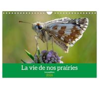 La vie de nos prairie, les papillons (Calendrier mural 2026 DIN A4 horizontal), CALVENDO calendrier mensuel