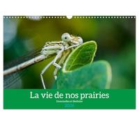 La vie de nos prairies - Demoiselles et libellules (Calendrier mural 2026 DIN A3 horizontal), CALVENDO calendrier mensuel