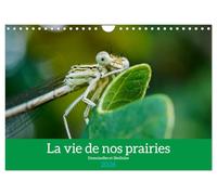 La vie de nos prairies - Demoiselles et libellules (Calendrier mural 2026 DIN A4 horizontal), CALVENDO calendrier mensuel