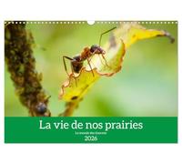 La vie de nos prairies - Le monde des fourmis (Calendrier mural 2026 DIN A3 horizontal), CALVENDO calendrier mensuel