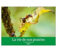 La vie de nos prairies - Le monde des fourmis (calendrier mural 2027 DIN A2 vertical), CALVENDO calendrier mensuel