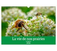 La vie de nos prairies - Les diptères (Calendrier mural 2026 DIN A3 horizontal), CALVENDO calendrier mensuel