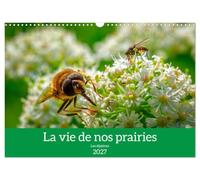 La vie de nos prairies - Les diptères (Calendrier mural 2027 DIN A3 vertical), CALVENDO calendrier mensuel: Les diptères, les habitants de nos prairies