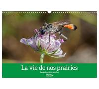 La vie de nos prairies - Les guêpes et les abeilles (Calendrier mural 2026 DIN A3 horizontal), CALVENDO calendrier mensuel
