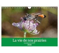 La vie de nos prairies - Les guêpes et les abeilles (Calendrier mural 2026 DIN A4 horizontal), CALVENDO calendrier mensuel