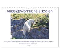 La vie des ours polaires un peu "différents" !, Version française (Calendrier mural 2026 DIN A4 portrait), Calendrier CALVENDO mensuel