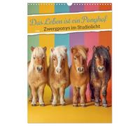 La vie est une cour de poneys - Les poneys nains sous la lumière du studio, Version française (Calendrier mural 2026 DIN A3 portrait), Calendrier CALVENDO mensuel