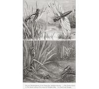 La vie et les métamorphoses de la libellule (Libellula depressa). A. L'insecte parfait B. L'insecte qui sort de sa peau de nymphe usée C. D. Larves et nymphes. De l'univers ou l'infiniment grand et