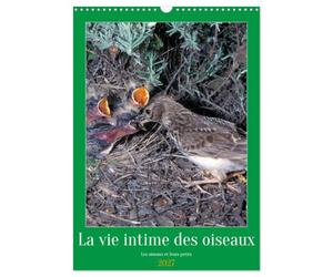 La vie intime des oiseaux Les oiseaux et leurs petits (Calendrier mural 2027 DIN A3 horizontal), CALVENDO calendrier mensuel: Rencontre avec les oiseaux de nos contrées
