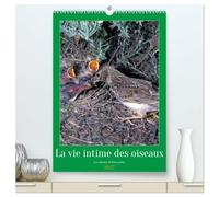 La vie intime des oiseaux Les oiseaux et leurs petits (calendrier mural haut de gamme 2027 DIN A2 horizontal), CALVENDO calendrier mensuel