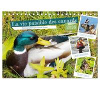 La vie paisible des canards (Calendrier de bureau 2026 DIN A5 vertical), CALVENDO calendrier mensuel: Observer les canards est un grand plaisir