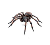 La Vie Sauvage Araignée Commune