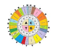 Lab Study Poster for Teaching Walls | Simple Layout of Genetic Code Wheel(Unframed,12x18inch(30x45cm))